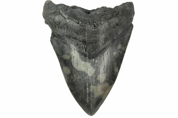 Bargain, Fossil Megalodon Tooth - South Carolina #185239